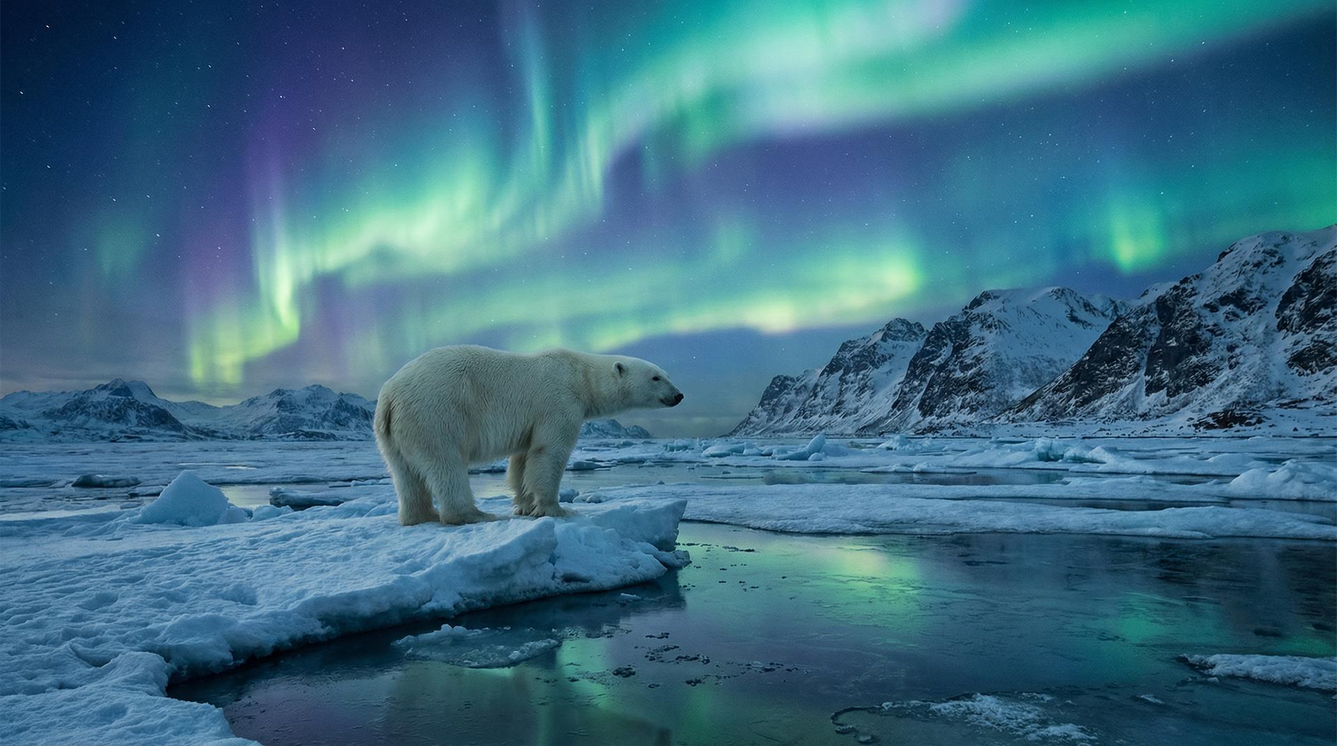 糖心vlog北极熊视频社区